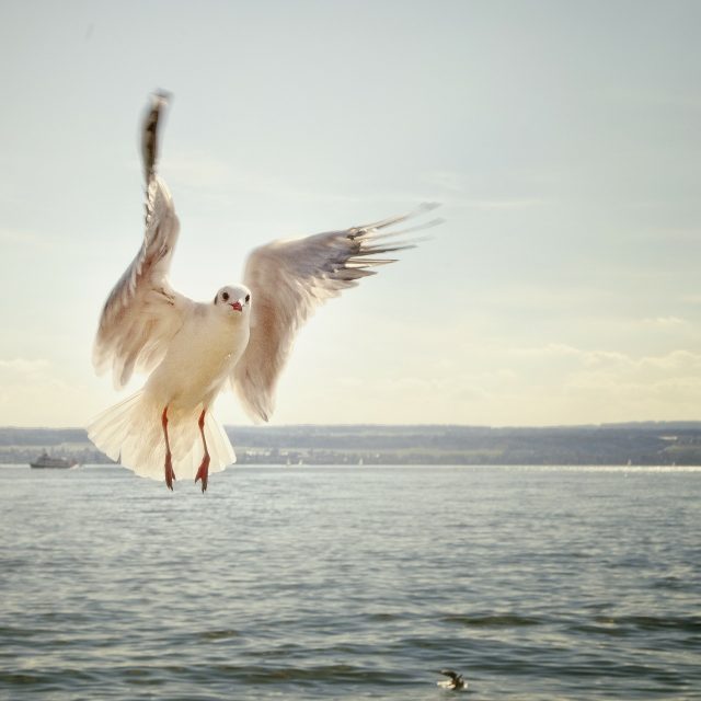 Pták,  vodní hladina  (ilustrační foto) | foto: Fotobanka Pixabay