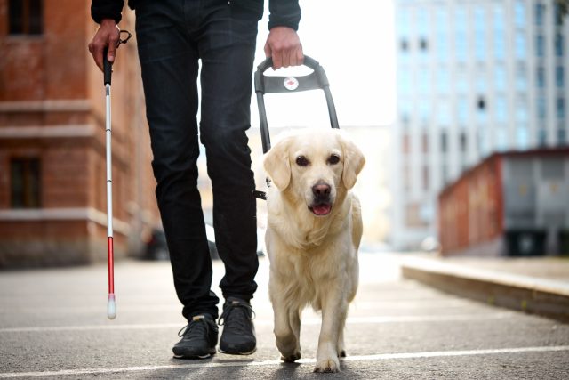 Nevidomý muž s bílou holí a vodicím psem | foto: Profimedia