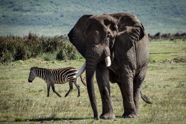 Slon a zebra v Ngorongoro | foto: Klára Břeská